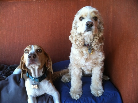 Entry image for Cocoa & Popcorn . Clicking this image will show a larger photo
