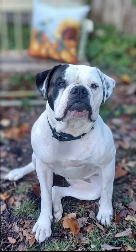 Sadie