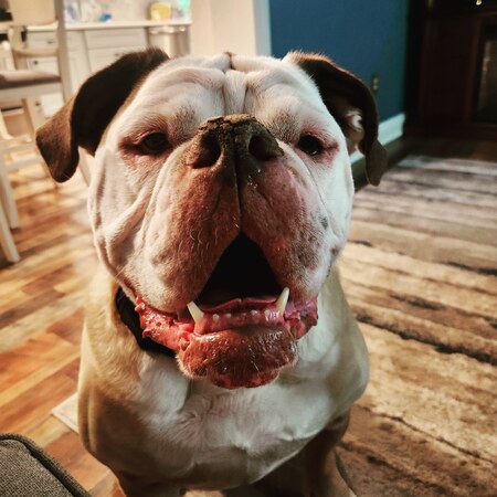 Achilles 