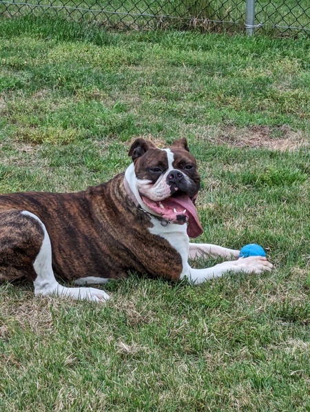 Gracie