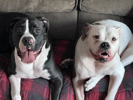 Tsunami & Bella