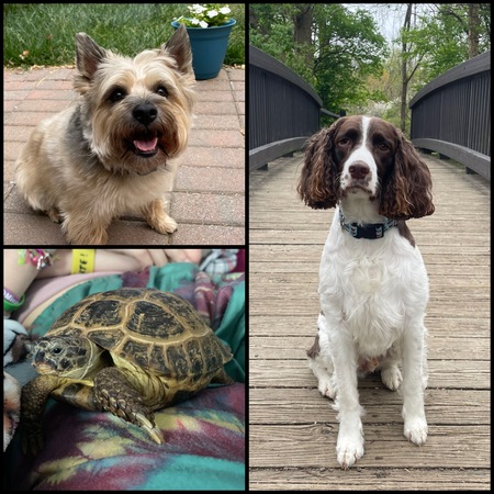 Foles/Bella/Squiggle