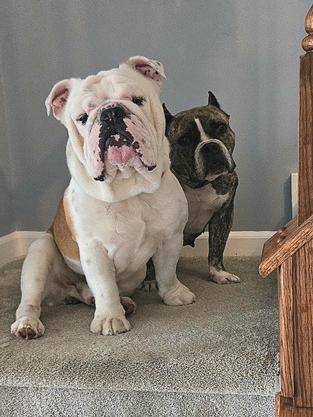 Elmer and Queen