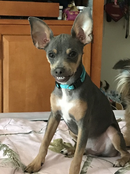 Blue Roo