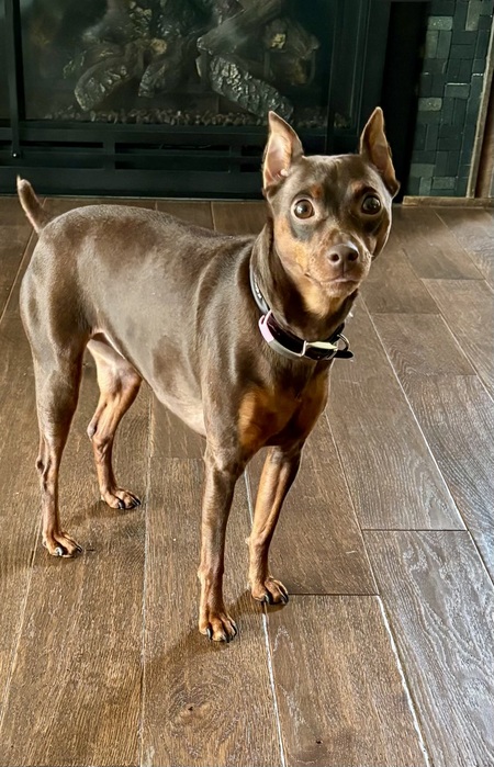 Zuzu 