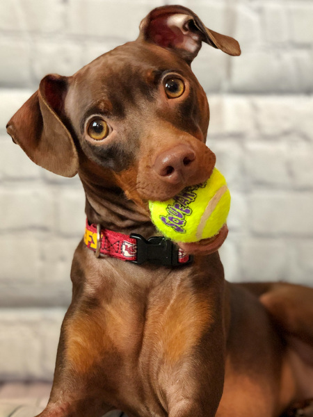 Jax