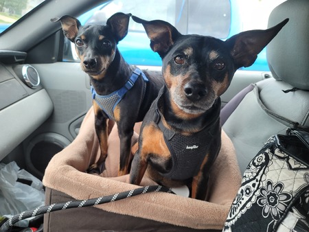 Sawyer & Stewie