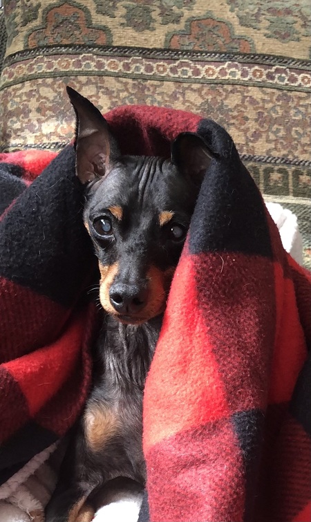 Toby