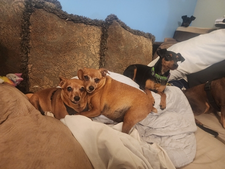 Scooby, Scrappy, Squirrel 