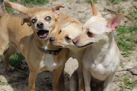 Skye, Fen and Prince