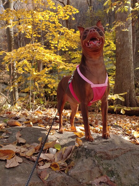 Lexi
