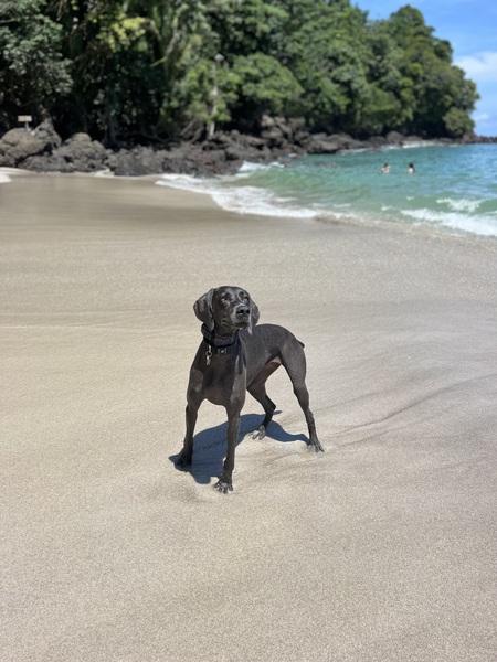 Stella