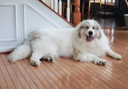 Entry image for Sadie. Clicking this image will show a larger photo