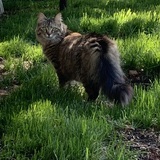 Entry image for Mochi