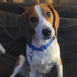 Entry image for Dodger (fka Dawson)