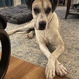 Entry image for Gracie