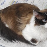 Entry image for Ikey FitzSimons