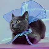 Entry image for Ekko