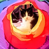 Entry image for Romeo and Rose' Rosie 