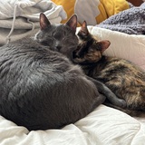 Entry image for Gatsby and Spottedleaf