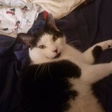 Entry image for Felix