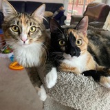 Entry image for Stella and Luna