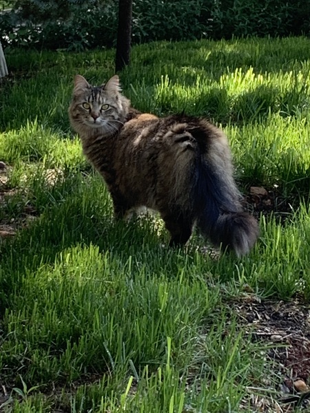 Entry image for Mochi. Clicking this image will show a larger photo