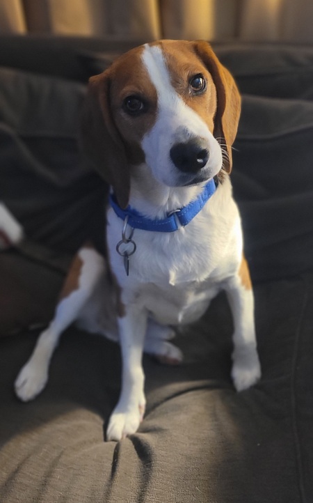 Entry image for Dodger (fka Dawson). Clicking this image will show a larger photo