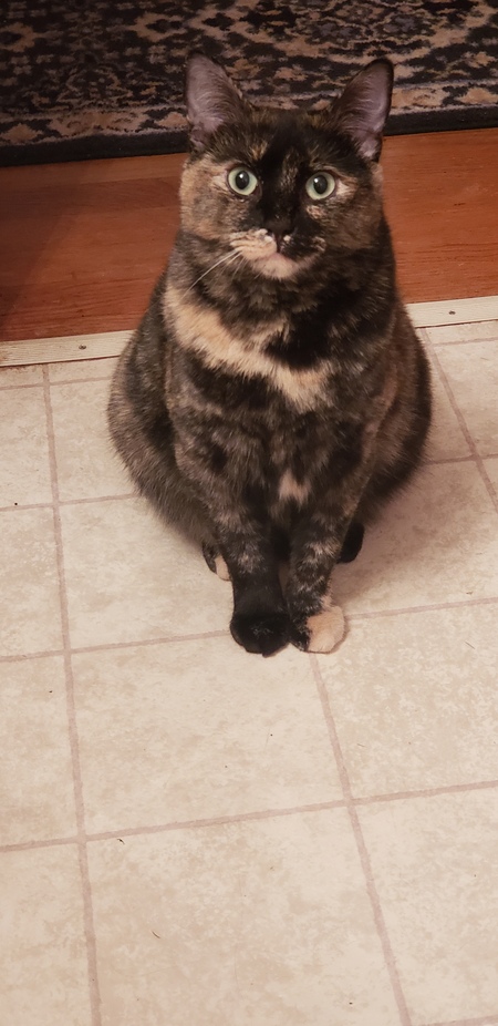 Entry image for Bella (fka Aloe). Clicking this image will show a larger photo