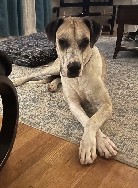 Entry image for Gracie. Clicking this image will show a larger photo