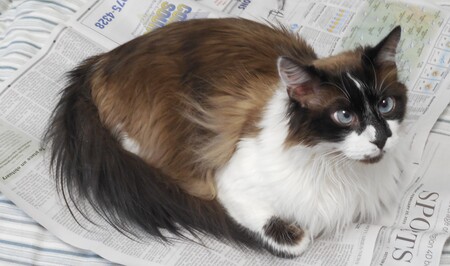 Entry image for Ikey FitzSimons. Clicking this image will show a larger photo