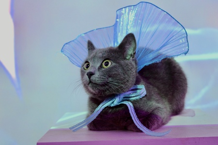 Entry image for Ekko. Clicking this image will show a larger photo