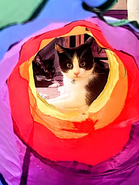 Entry image for Romeo and Rose' Rosie . Clicking this image will show a larger photo