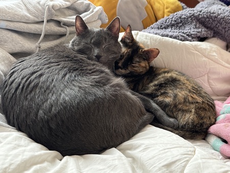 Entry image for Gatsby and Spottedleaf. Clicking this image will show a larger photo