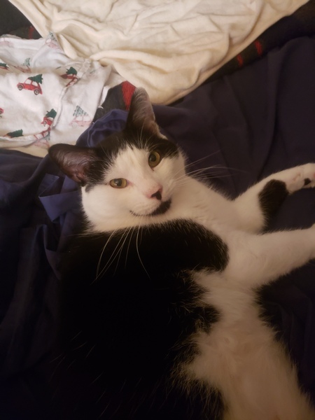 Entry image for Felix. Clicking this image will show a larger photo