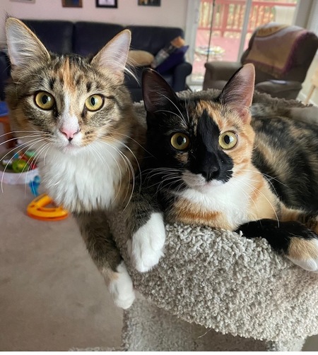 Entry image for Stella and Luna. Clicking this image will show a larger photo