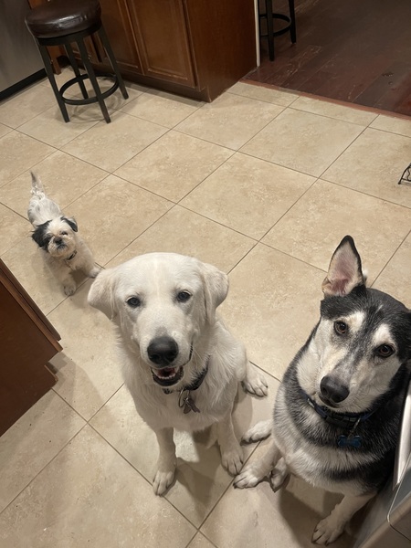 Bubby, Zanna, and Sam