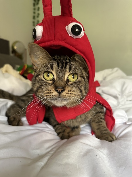 Nala