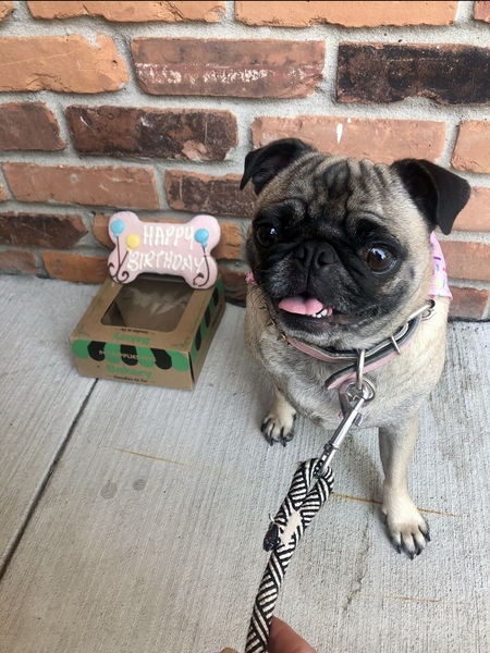 Winnie the pug 