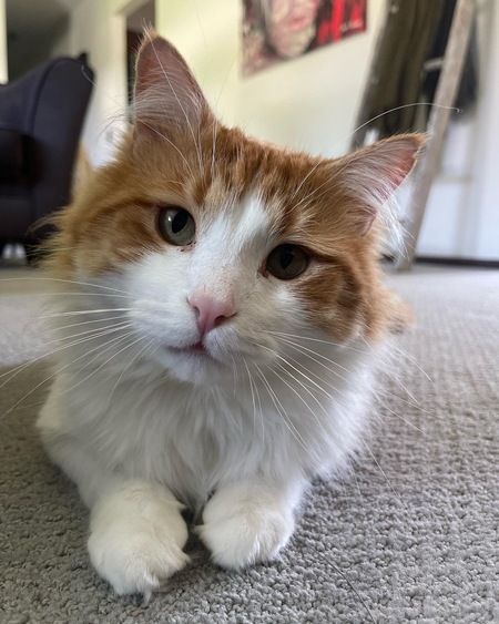 Bubba