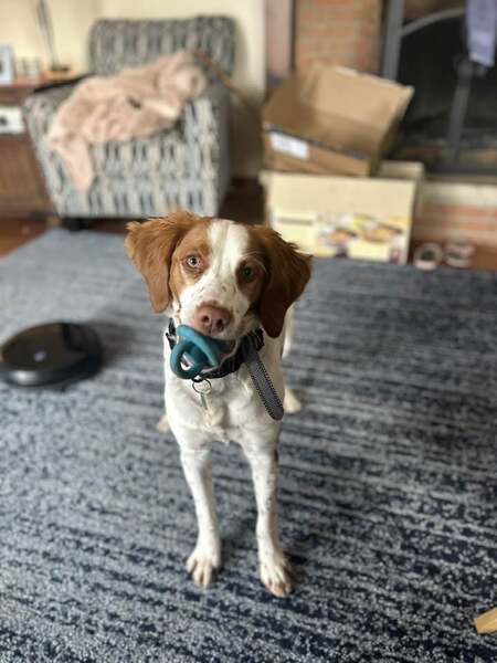 Archie