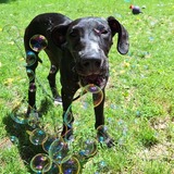 Entry image for Mabel