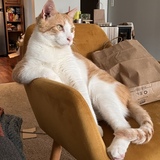 Entry image for Prince Lou