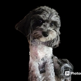 Entry image for Lacey