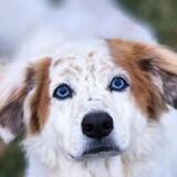 Entry image for Napoleon 