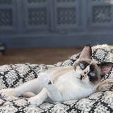 Entry image for Freya