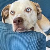 Entry image for Otis