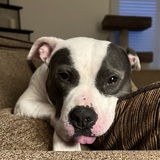 Entry image for Dani