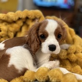 Entry image for Zevon