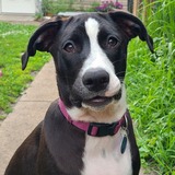 Entry image for Nellie